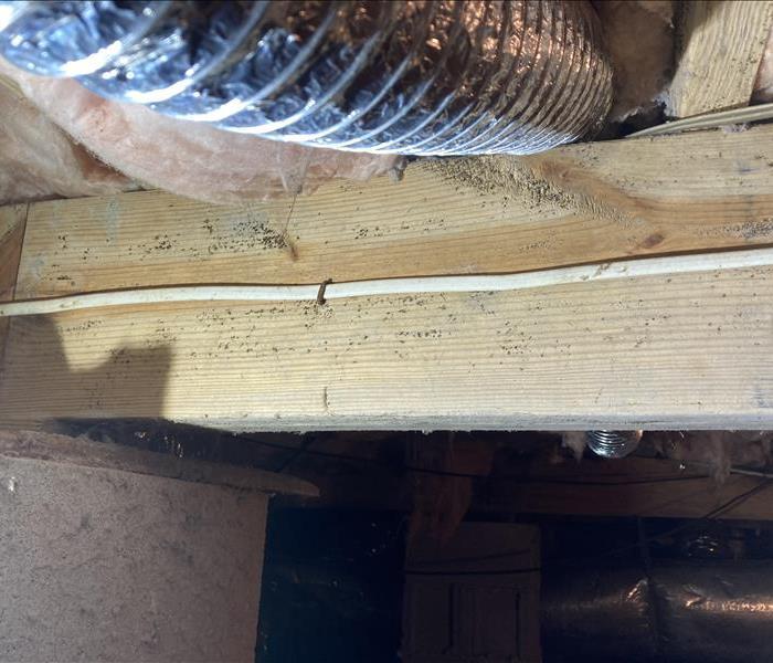 Crawlspace with Mold